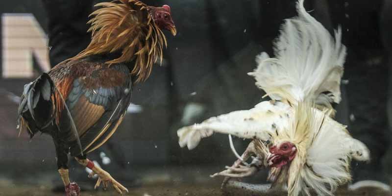 Đá Gà Cựa Sắt Trực Tuyến Sân Chơi Đỉnh Cao 2025 Tại J88